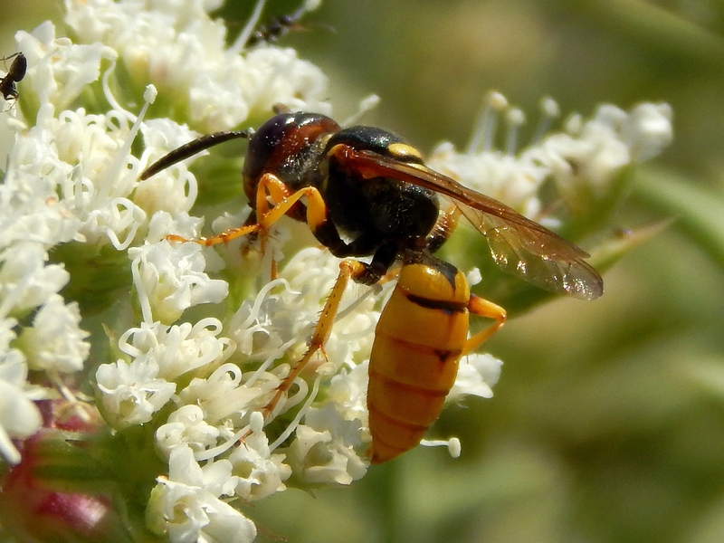 Femmina di Phylanthus triangulum (Crabronidae).